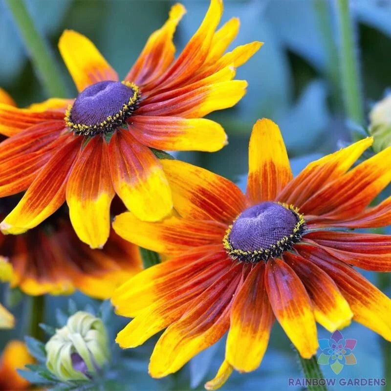 Rudbeckia Seeds - 200+ Autumn Forest Variety - Black-eyed Susan - Garden Planting - USA