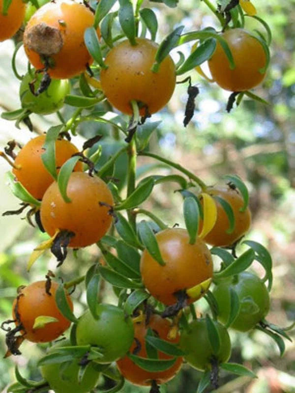 Barbados Gooseberry Seeds - 5 Rare Rose Cactus Seeds - Pereskia aculeata - Exotic Cacti Variety