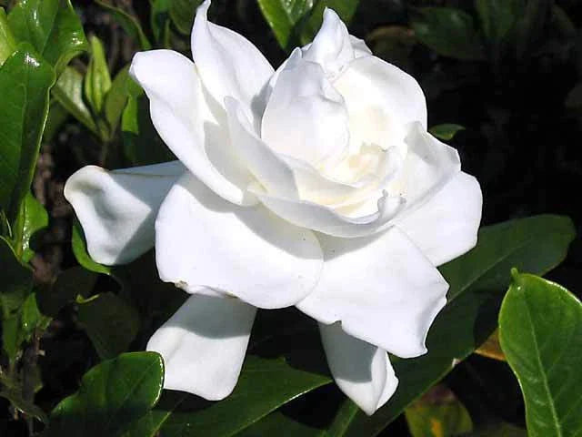 Heirloom Gardenia Bush Cuttings 7-Pack, White Cape Jasmine, Gardenia Jasminoides, Fragrant Shrub Starter Plants