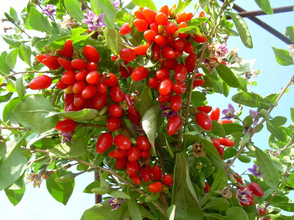 Goji Berry Cuttings - 5 Fresh Cuttings - Extra Fertile ANNY Variety - Perfect for Rooting - Lycium barbarum