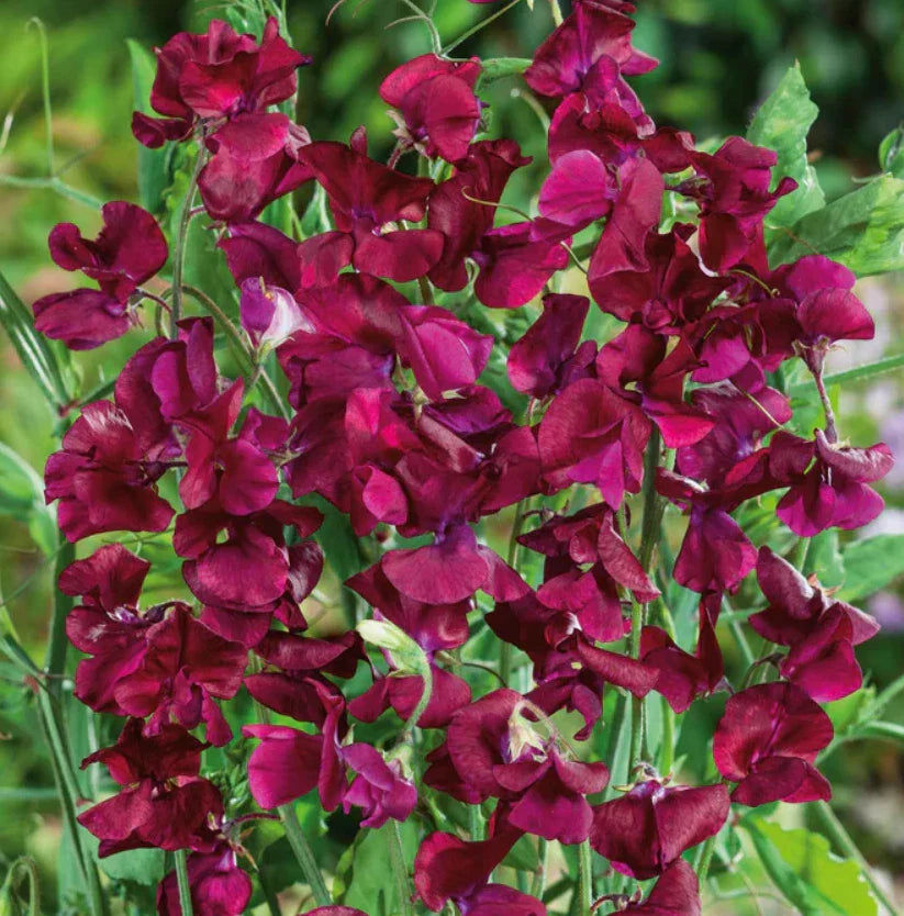 Sweet Pea Seeds - 25 Non-GMO Royal Maroon Fragrant Climbing Vine with Red Flowers - Lathyrus odoratus