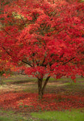 Red Paperbark Maple Seeds - Acer griseum - 5 Pack, Hardy Tree Seeds, Unique Bark, Free Shipping