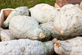 Hubbard Squash Seeds - 25+ Heirloom Seeds for Garden Planting - Cucurbita maxima - USA