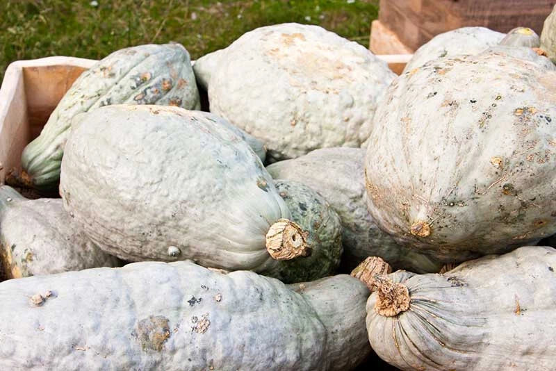 Hubbard Squash Seeds - 25+ Heirloom Seeds for Garden Planting - Cucurbita maxima - USA