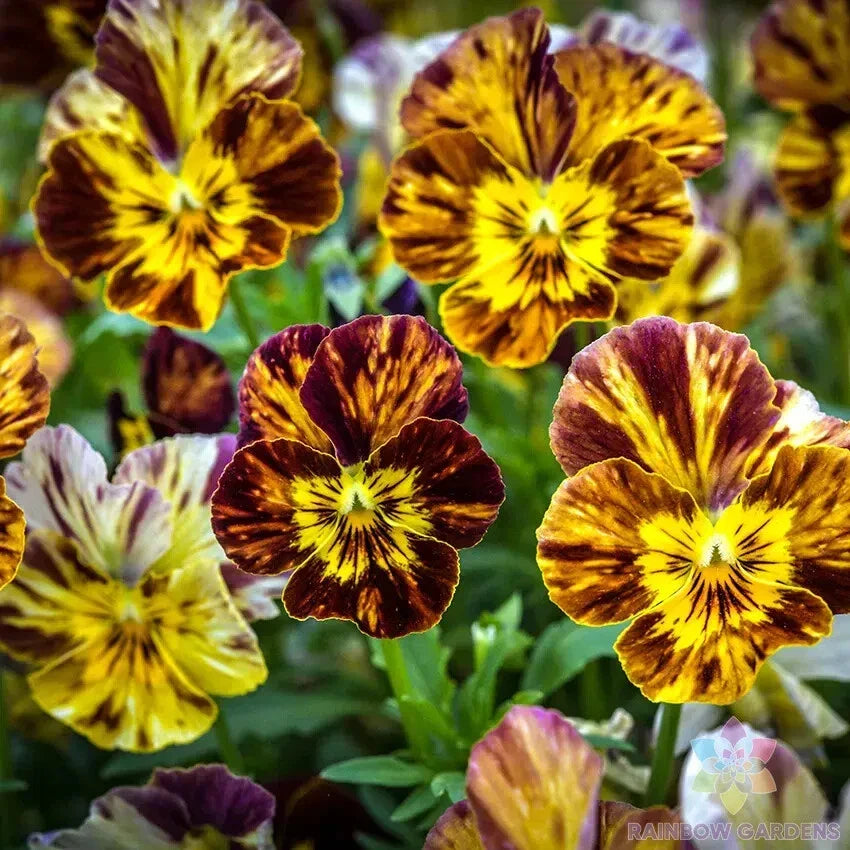 Pansy Seeds - 200+ Count - Brush Strokes Variety - Viola - USA Grown - Free Shipping