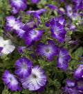Petunia Seeds, 25 Pelleted Seeds, Melin Blue Morn, Petunia × atkinsiana