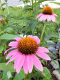 Echinacea Purpurea Coneflower Perennial - 10 Plants - Vibrant Purple Flowers, Drought Tolerant Garden Perennials