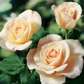 Rose Cuttings 3-Pack Canada Variety for Rooting - Rosa spp.