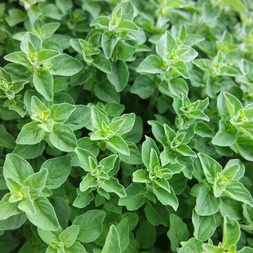Greek Oregano Seeds 2,000 Heirloom Non-GMO | Origanum vulgare ssp. hirtum