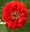 Zinnia Seeds - 150+ Cherry Queen Red Flower Seeds - Zinnia elegans - USA Seller - Free Shipping