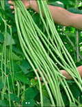 Yard Long Bean Seeds | 50+ Non-GMO String Bean Seeds | Green Sitaw | Vigna unguiculata subsp. sesquipedalis