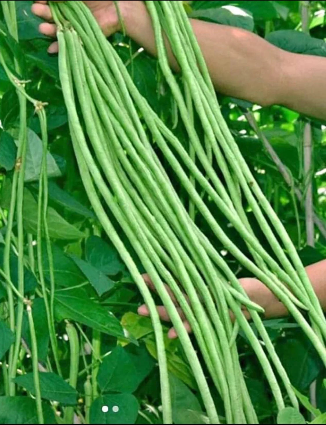 Yard Long Bean Seeds | 50+ Non-GMO String Bean Seeds | Green Sitaw | Vigna unguiculata subsp. sesquipedalis
