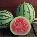 Queen of Dixie Watermelon Seeds - 10 Pack, Vibrant Colored Skin, Citrullus lanatus