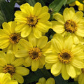 Profusion Lemon Zinnia Seeds - 100+ Pack for Garden Planting - Zinnia elegans - USA Grown, Free Shipping Available