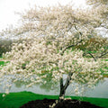 Serviceberry Live Plant 16-24 Inches Amelanchier arborea 2-3 Years Old