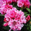Rhododendron Starter Plant, Yaku Prince Variety, Well Rooted, Dormant Option Available, Rhododendron spp.