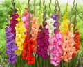 Gladiolus Bulbs - 10 Mixed Colors - Easy to Grow Perennial - Gladiolus hortulanus