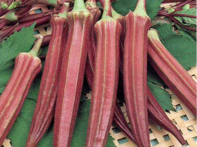 Red Burgundy Okra Seeds - Fresh Organic Seeds for Home Gardening - Abelmoschus esculentus