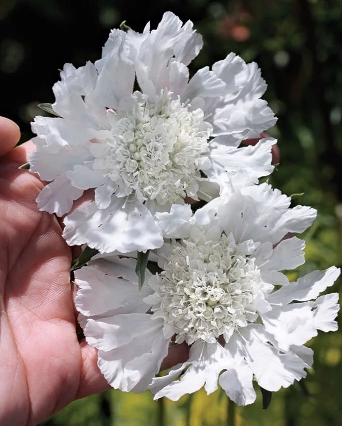 White Scabiosa Pincushion Flower Seeds, Perennial, Organic, 100 Count, Scabiosa caucasica