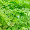 Winter Chervil Seeds, Heirloom Non-GMO, French Parsley Variety, Multiple Sizes Available, Anthriscus cerefolium