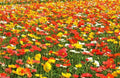 Corn Poppy Mix Flower Seeds - 2001+ Wildflower Garden Seeds for Containers - Fast Growing, Easy to Grow