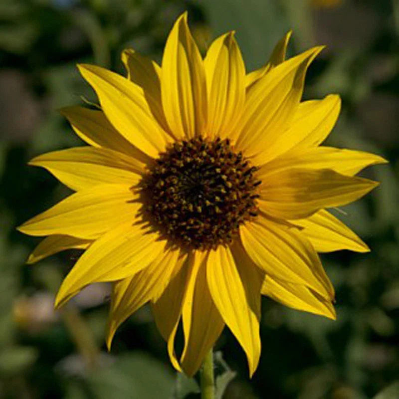 Golden Sunflower Seeds - 100 Count - Classic Variety - Helianthus annuus - Newly Harvested