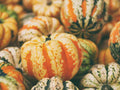 Celebration Winter Squash Seeds - Fresh Seeds for Planting - Cucurbita pepo