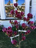 Genie Magnolia Hybrid Tree - 50-60 Inches - Deep Plum Purple Fragrant Blooms - Magnolia grandiflora