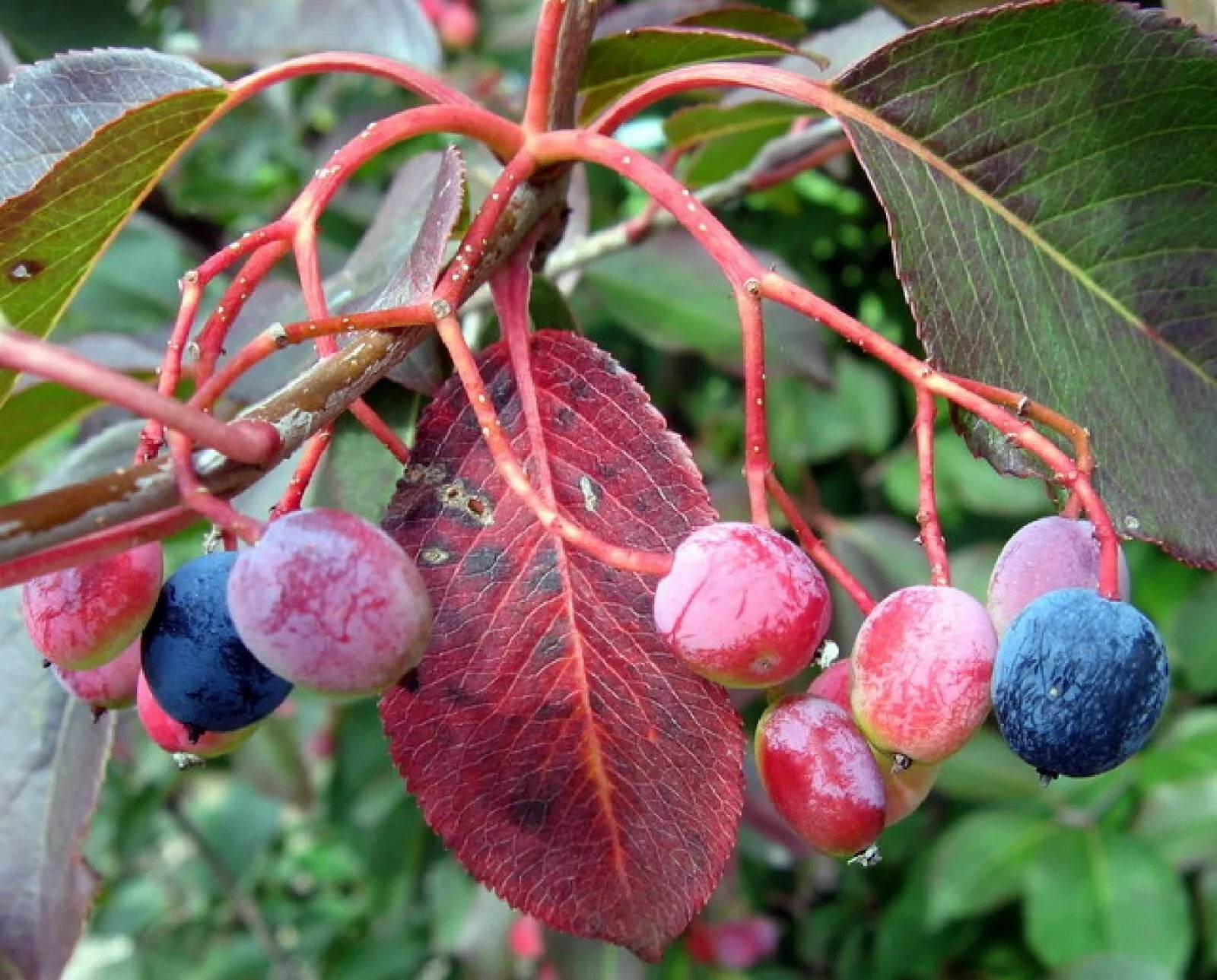 Organic Black Haw Berry Seeds - Viburnum prunifolium - 20 Seeds - Native Plant for Wildlife Gardens