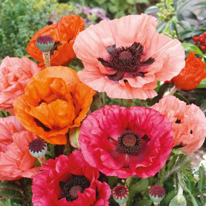 Poppy Seeds - 500 Non-GMO Mixed Colors - Perennial Papaver orientale