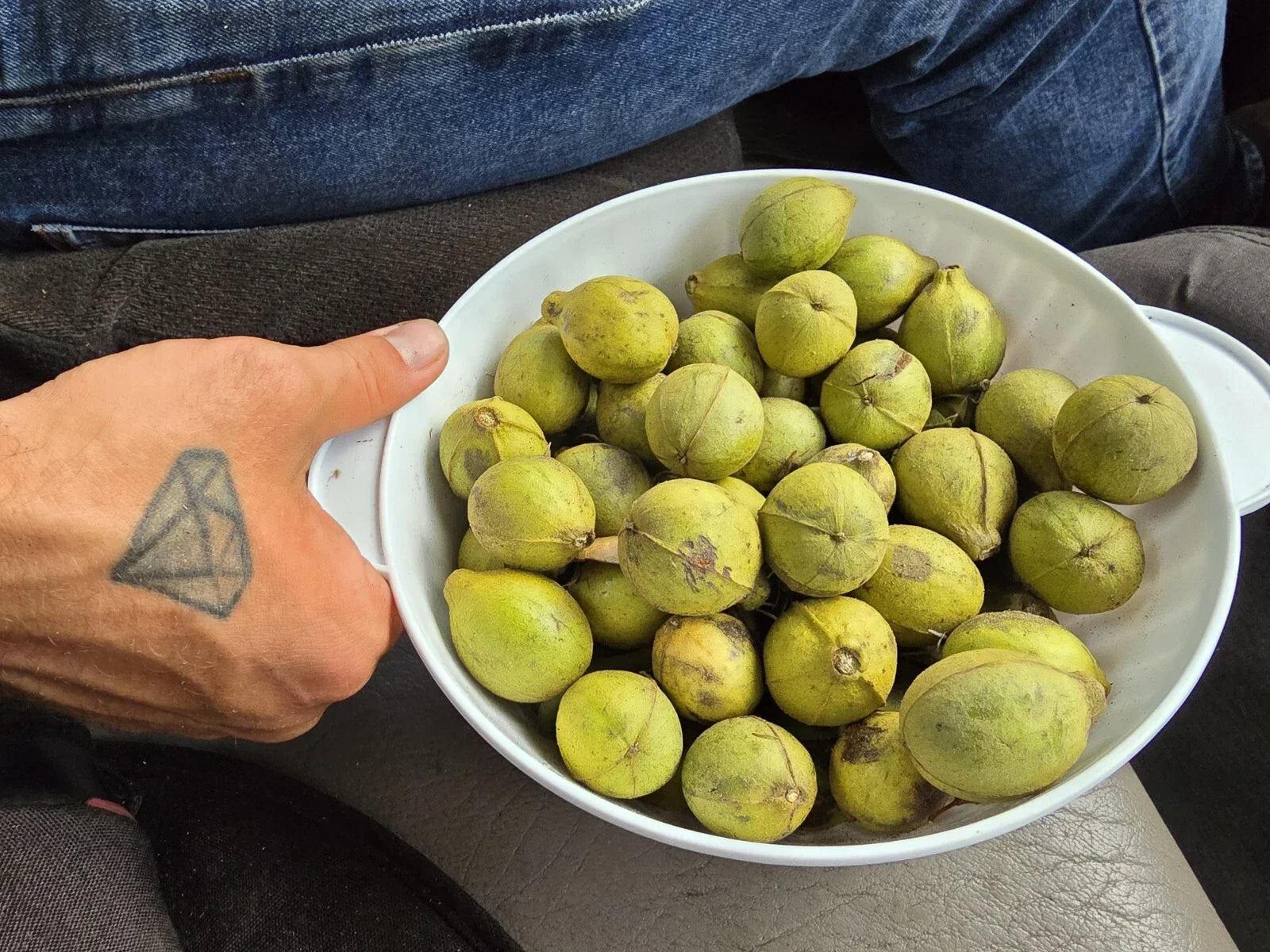 Mockernut Hickory Nuts 1lb - Carya tomentosa - Wildlife Food, Shade Trees