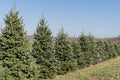 Fraiser Fir Tree Seedlings for Planting, 6-12 Inches Tall, Abies fraseri