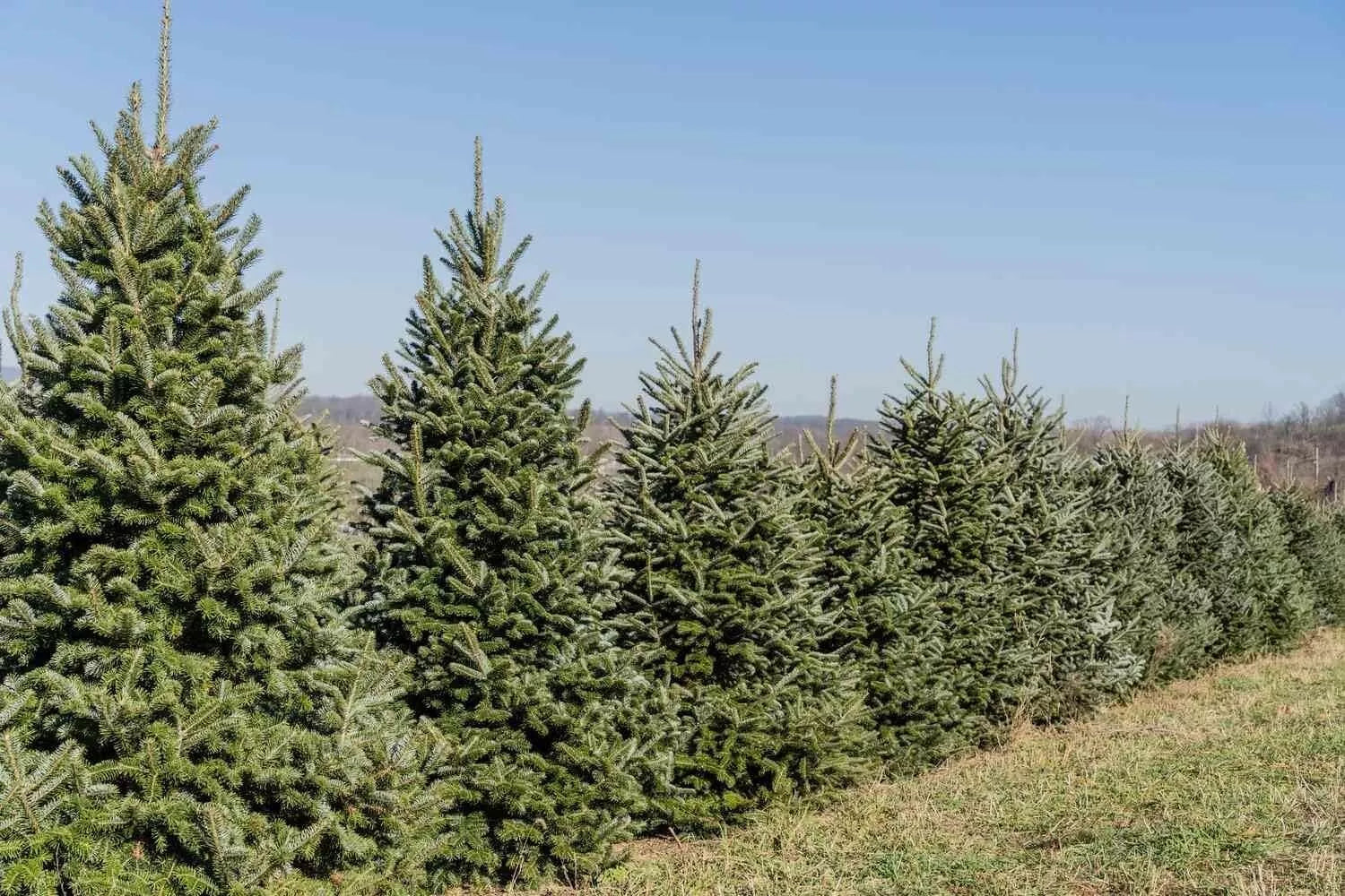 Fraiser Fir Tree Seedlings for Planting, 6-12 Inches Tall, Abies fraseri