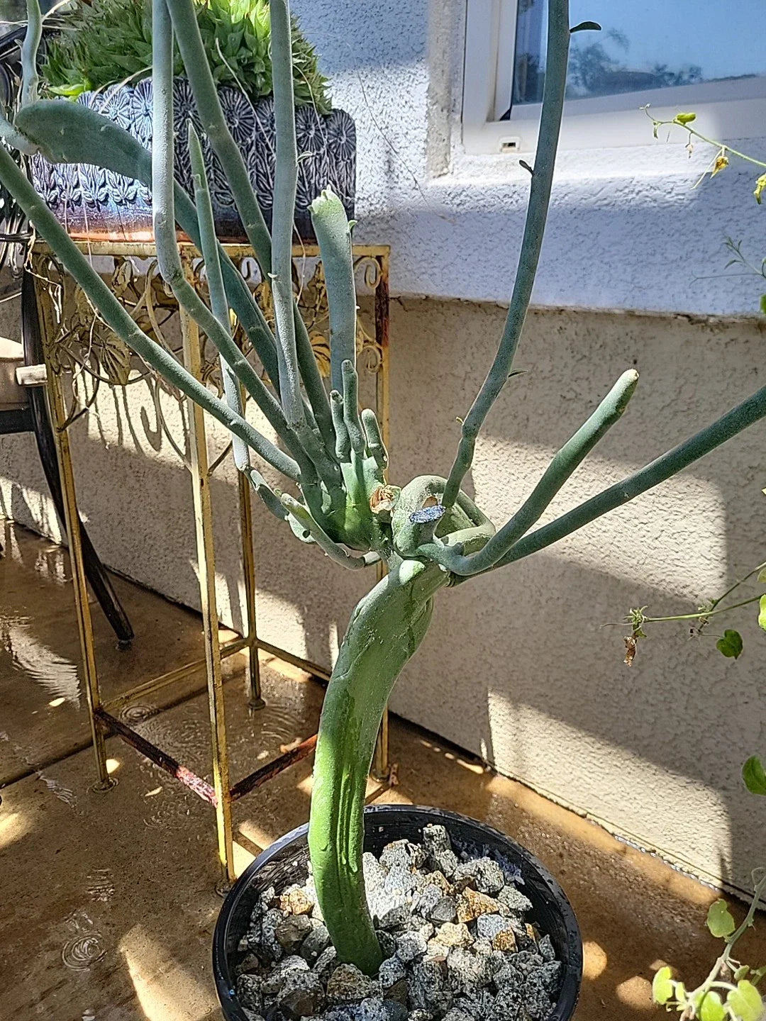 Euphorbia Tirucalli Monstrous Cactus Fresh Cutting | Unique Succulent Plant for Indoor Gardens