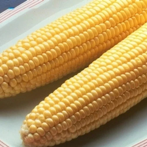 Sweet Corn Seed - Incredible Variety - Fresh Seed - Zea mays