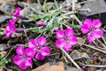 Dianthus Repens Carnation Seeds - 200+ Pack for Garden Planting - USA Grown