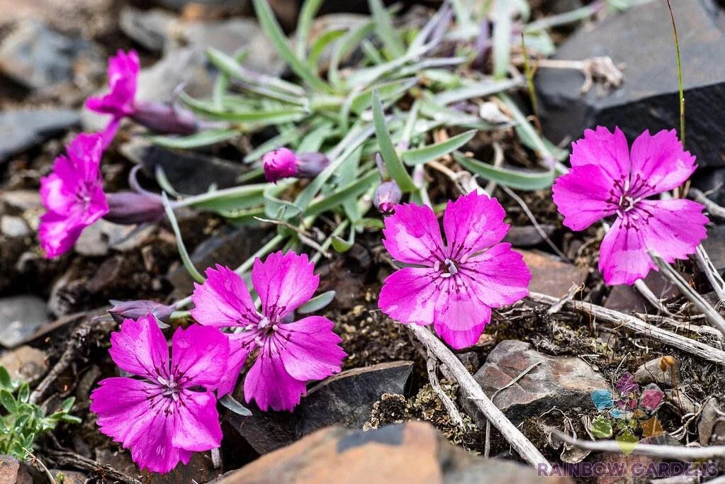 Dianthus Repens Carnation Seeds - 200+ Pack for Garden Planting - USA Grown
