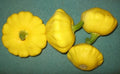 Yellow Bush Scallop Squash Seeds - Fresh Heirloom Vegetable Seeds - Cucurbita pepo