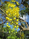 Golden Shower Tree Seeds (30 Seeds) - Weeping Yellow Bloom, Cassia fistula, Tropical Flowering Tree