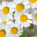 German Chamomile Seeds | Heirloom NON-GMO | Fresh Garden Seeds | Matricaria chamomilla