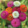 Pumila Mix Zinnia Seeds - Dwarf Rainbow Multi Color Flower Seeds - Zinnia elegans 2025
