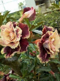 Desert Rose Seeds - 4 Cream Maroon Adenium Perennial Flowers - US Seller