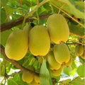 Yellow Heart Kiwi Seeds - 50 Pack - Fresh Fruit Variety - Actinidia deliciosa