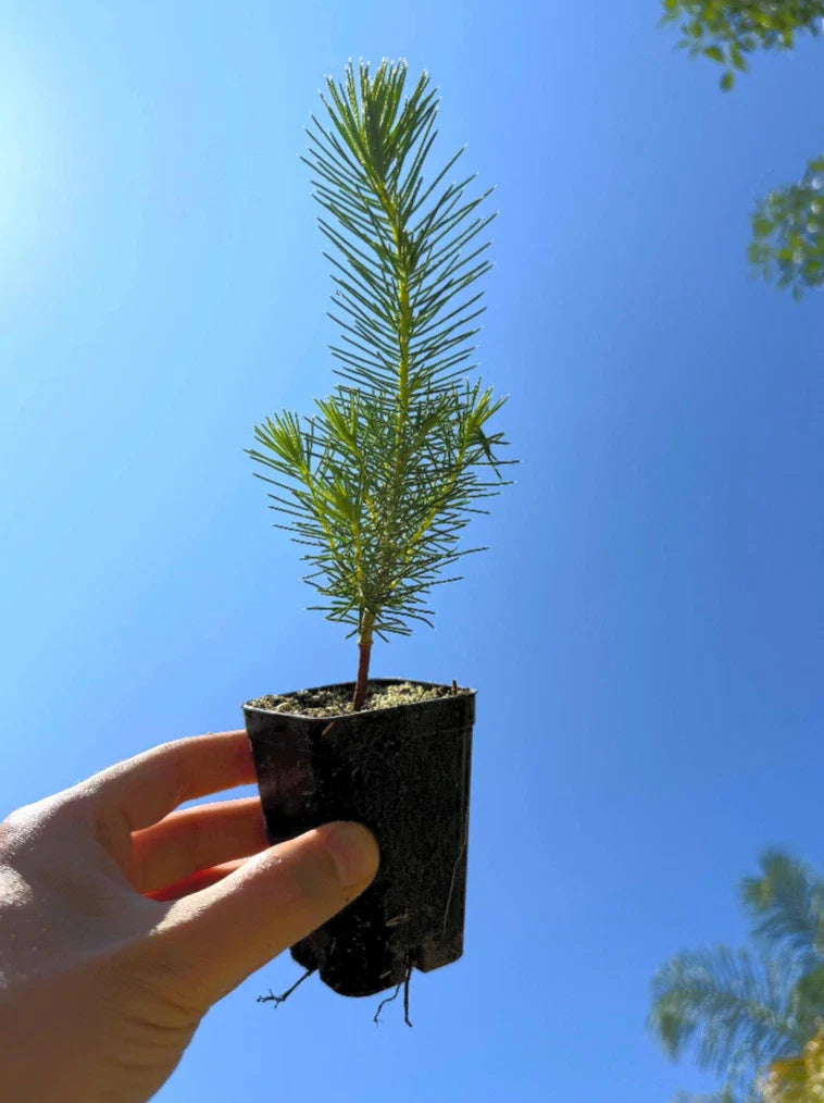 Stone Pine Tree (Pinus pinea) | Italian Umbrella Pine | Mediterranean Evergreen | Edible Pine Nuts | Live Plant 2.5 Inch Pot
