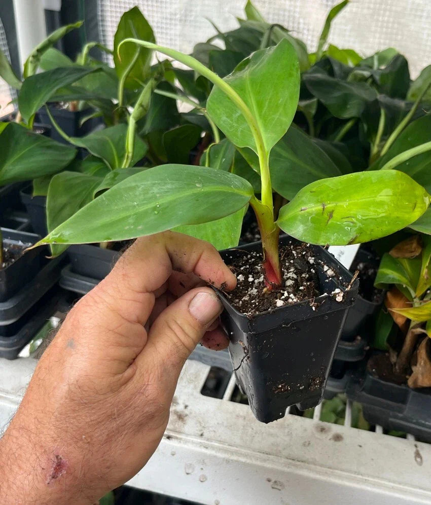Red Dacca Banana Plant – Live Red Banana Tree (Musa acuminata) – Rare Tropical Fruit Plant – Indoor/Outdoor Edible Banana Tree