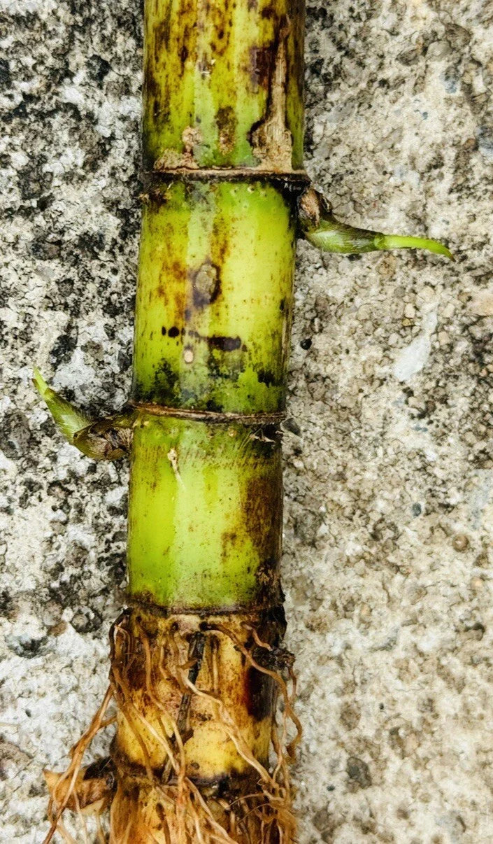 5 Fresh Green Sugarcane Cuttings – Sweet Juicy Variety | Live Ready-to-Plant Organic Cane Starts | Fast-Growing Tropical Plant