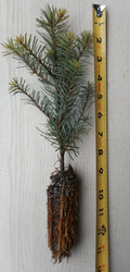 Noble Fir Tree Seedling 8–14 Inches – Abies procera, Evergreen Conifer, Landscape & Christmas Tree