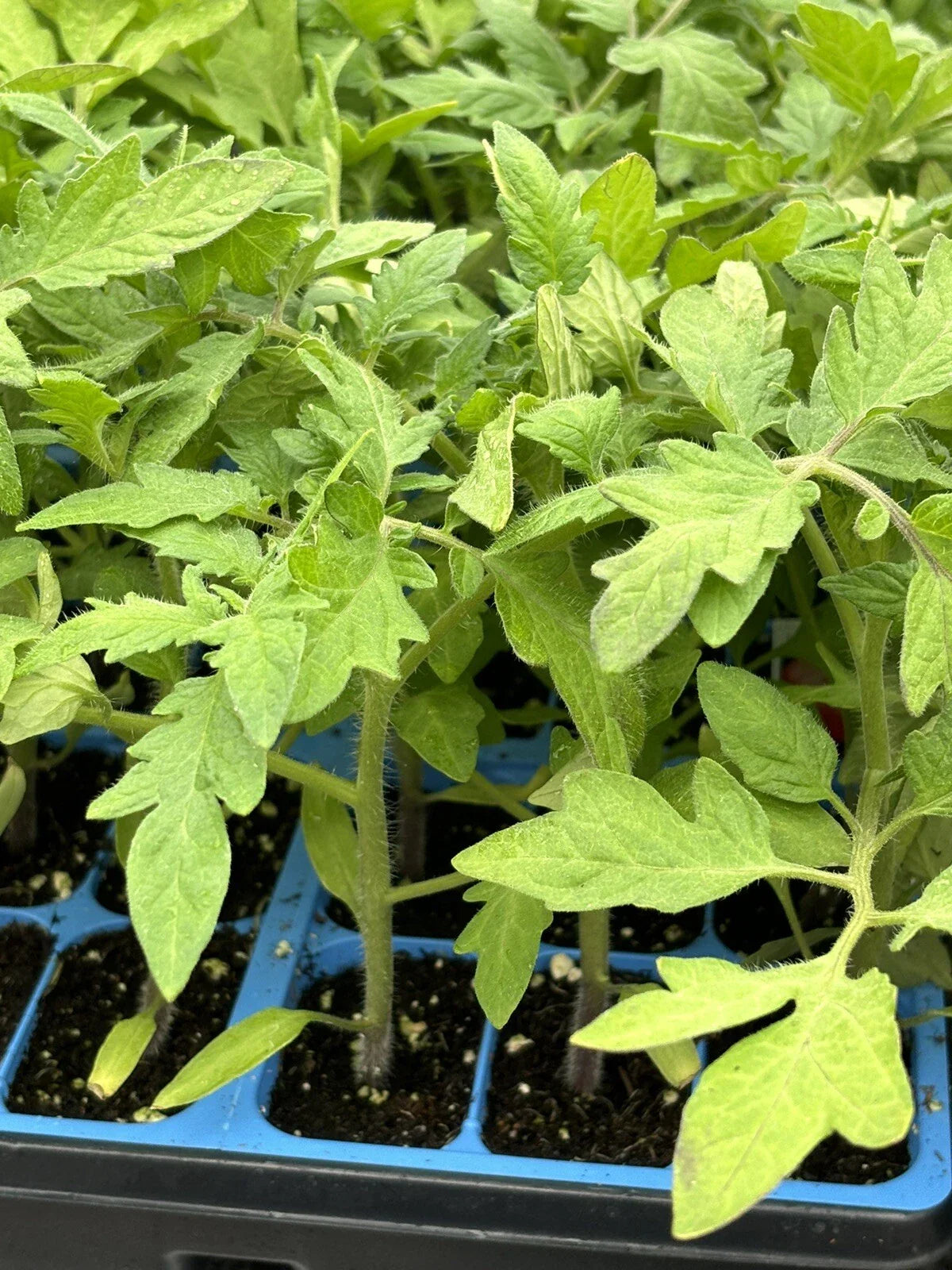 2 Celebrity Tomato Live Plants (Solanum lycopersicum) 6–10" | Popular Slicer | Disease-Resistant Garden Vegetable Starter Plants