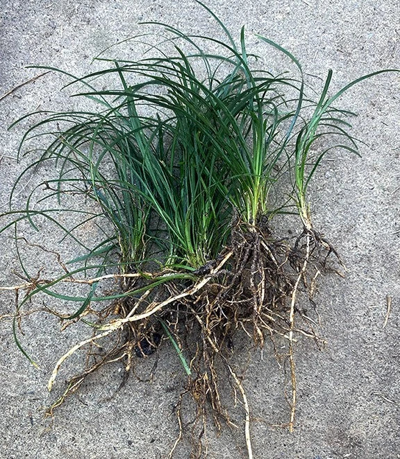 15 Mondo Grass Bare Root Plants – Evergreen Perennial Ground Cover for Lawn, Borders & Landscaping – Easy to Grow