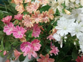 Lewisia ‘Rainbow Mix’ – Hardy Succulent Live Starter Plant | Colorful Perennial Rock Garden Flower, Drought-Tolerant Blooms